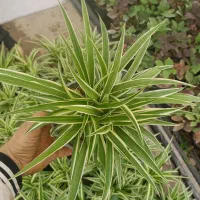 گندمی ناز افوربیا شاخ بزی