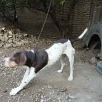 سگ شکاری|سگ|علی‌آباد کتول, |دیوار