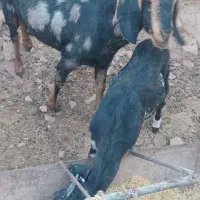 سلام بز وبزقاله فروشی مادر دختر