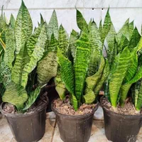 سانسوریا سبز کراواتی دیفن شامادورا یوکا بنجامین|گل و گیاه طبیعی|قم, نیروگاه|دیوار