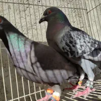 کبوتر