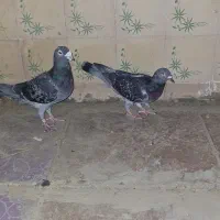 یه جفت کوهی|پرنده|شیراز, شاه قلی بیگی|دیوار