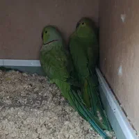 طوطی ملنگو مولد با قفس آرا و آکواریوم