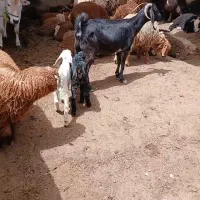 بز نجدی شکم چهارم با دوکره ماده علف خوار در سربندر