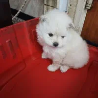 پامر خرسی سایز کوچولو|سگ|اردبیل, |دیوار