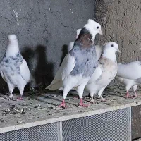 طوقی هفت رنگ عتیغه|پرنده|هامون, |دیوار