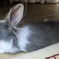 خرگوش رایگان|موش و خرگوش|فولادشهر, C3|دیوار