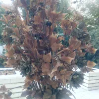 گل و گلدان|گل مصنوعی|شیراز, زرهی|دیوار
