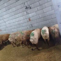 گوسفنده زنده همراه با قصاب