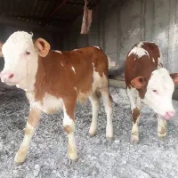 گاو و گوساله ماده