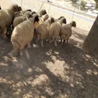 تعداد ۳۰ راس گوسفند