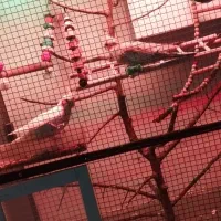 جفت عروس هلندی کارداده ، با کوتوله برزیلی|پرنده|مشهد, انصار|دیوار