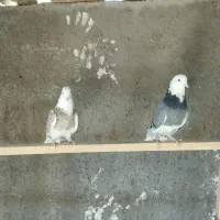 نره هما|پرنده|آران و بیدگل, |دیوار