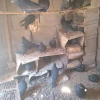 زاغ ابادانی یکدست و خوشکل