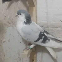 کفتر رنگه بووم|پرنده|مشهد, کوشش|دیوار