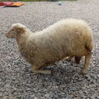 بره ماده سالم و سلامت|حیوانات مزرعه|شاندرمن, |دیوار