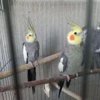 عروس هلندی دستی|پرنده|قم, علی آباد سعدگان|دیوار