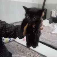 گربه کوچلو|گربه|مشهد, کوشش|دیوار