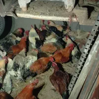 خروس محلی|حیوانات مزرعه|هشتگرد, شهرک وحدت|دیوار