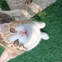 حیوان خانگی