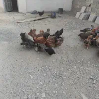 تخم مرغ نطفه دار گلین و گلپایگان