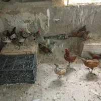 نوچه مرغ خروس پولکی سبرایت یلو سیلور گلد|حیوانات مزرعه|قم, کیوانفر|دیوار
