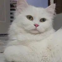 واگذاری گربه ترکیش