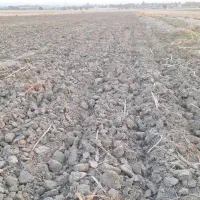 زمین-نرگس-12000-متر