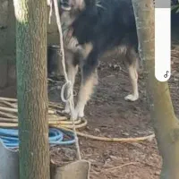 سگ دورگه نر ۱۵ ماهه|سگ|لوندویل, |دیوار