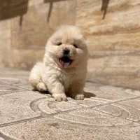 چاوچاو سفید پوزه فلت|سگ|تهران, ولنجک|دیوار