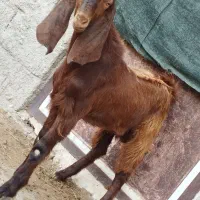 کهر نر|حیوانات مزرعه|بوشهر, |دیوار