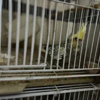 طوطی عروس|پرنده|لاهیجان, پردسر|دیوار