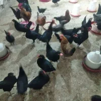 مرغ تخمگذار و خروس