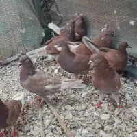 کفتر