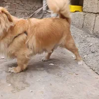 صگ شیتزو|سگ|کرمانشاه, |دیوار