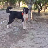 سگ قدرجانی|سگ|سرپل ذهاب, |دیوار