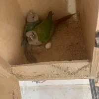 جفت گرینچیک مولد