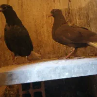 یه زیل و سرکه ای دمسفید مقلف و یه خوشرنگ|پرنده|محمدیه-قزوین, |دیوار