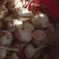 سیر
