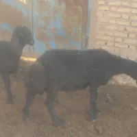 دوتابره قوچ موفراصل
