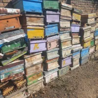 فروش کندو با زنبور  و کندو خالی|حیوانات مزرعه|شبستر, |دیوار