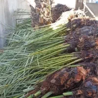 مرکز فروش دمیت نخل کبکاب در دشتستان|خدمات باغبانی و درختکاری|بوشهر, |دیوار