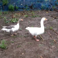 دو عدد غاز نرو ماده مولد|حیوانات مزرعه|رشت, لاکان|دیوار