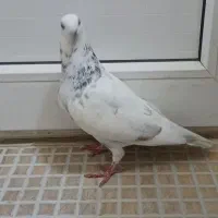 کبوتر گوره سفید جفت نر