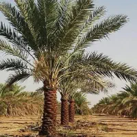 درخت نخل رایگان در زاهدان