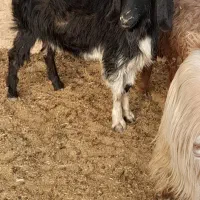 بز می ش بز رومایه|حیوانات مزرعه|مرودشت, ده بید|دیوار