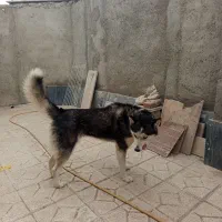 توله سگ هاسگی ارام وباهوش