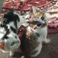 حیوانات خانگی