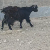 ی عدد گیسه