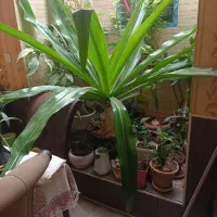 گل برگ موزی(سوسن عنکبوتی)